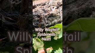 Willy Wagtail Spiderweb Nest [upl. by Dnomsaj]