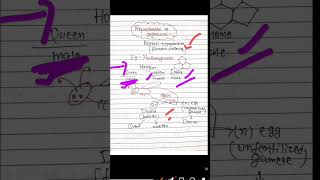 class12biology reproductioninorganism parthenogenesis neet biology boardexam neet shorts [upl. by Granny]