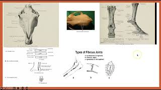 Arthrology Veterinary Anatomy [upl. by Allix]