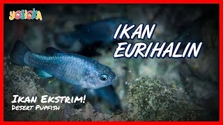 Ikan Eurihalin Ikan Yang Bisa Hidup di Air Tawar dan Air Laut [upl. by Hendricks135]