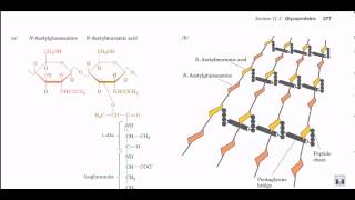 Peptidoglycan structure and biosynthesis [upl. by Attekahs]