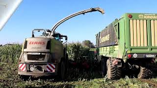 Letzter Mais 2024 für den Claas Jaguar 950 Fendt MF Gespann [upl. by Euqcaj]