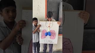 LUNGS WORKING MODEL PRASADBIOS 7th Science [upl. by Garnett]