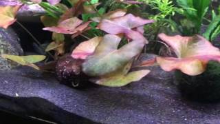 Dwarf Cichlids and Tetras [upl. by Abraham]