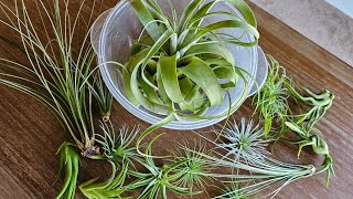 Tillandsia Air Plant WATERING day  collection xerographica ionantha tectorum [upl. by Briscoe]