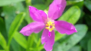 Talinum paniculatum Dalda Saag Eatable Plant [upl. by Arema]