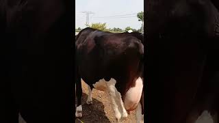 Big cow for sale in Pakistan [upl. by Airan587]