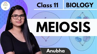 Class 11  Meiosis  NCERT HINDI [upl. by Misti]