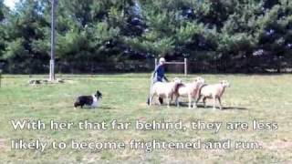 Scarlett the Sheltie Herding Sheep [upl. by Dloreh]