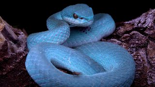 The Blue Viper Lesser Sunda Islands Pit Viper Indonesia Komodo National Park Indonesia Snakes [upl. by Volny]