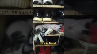 Ming ming Life catcatfunnyfightcompilation cat animals [upl. by Amsirp]