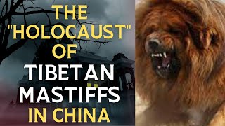 Tibetan Mastiffquot holocaustquot in China [upl. by Moreville]