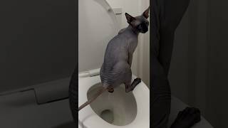 Adult Cat Toilet Trained in 11 Days  This Works for ALL Breeds of ANY Agearigatocats [upl. by Ganiats863]