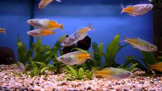 Red Boesemans Rainbowfish  Sweet Knowle Aquatics [upl. by Ranie]