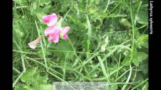 Lathyrus sylvestris Boslathyrus [upl. by Rauch]