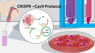 CRISPR Cas9  How CRISPR can be performed in the lab [upl. by Kress730]