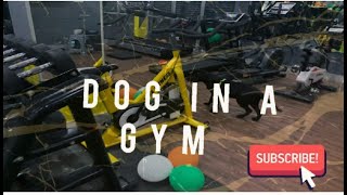 DOG amp GYM  DoralifeDogexerciseDogingymFitdogLabradorBlacklabradorDogworkoutyoutubedog [upl. by Aicertap893]