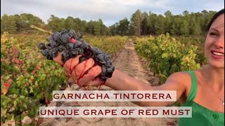 Garnacha Tintorera  unique grape of red must 🍇 [upl. by Weaks]