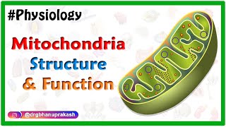 Mitochondria Structure and Function Animation  USMLE Step 1 Physiology [upl. by Zachary]