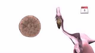 General Embryology  Detailed Animation On Implantation [upl. by Eart827]