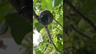 The bulbul switched to attacking mode Day 10broodingbirdlife bulbul birdsbirdwatchingshorts [upl. by Cassandra]