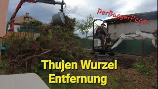 Thujen Wurzel Entfernung Bobcat E10Z DerBaggerPeppi pkhausbetreuungmodling5177 [upl. by Ytineres]