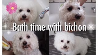 Bath Time With Bichon Frise [upl. by Joshuah155]