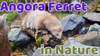 Watch this Adorable ANGORA Ferret Happily Exploring Nature [upl. by Sykes752]