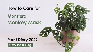 Monstera monkey mask care tips Plant Diary 2022 Cozy Plant Vlog for caring Monstera monkey mask [upl. by Ecirpak]