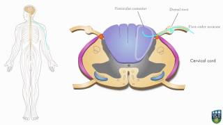 AXON Spinocerebellar Pathway Unconscious Proprioception from Hand 6 of 9 [upl. by Kenyon]