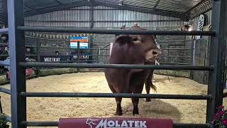 Part 1 Grassfields Beef Production Auction live from Grassfields Beef Droughtmasters [upl. by Merkley]