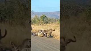 Leopard attacked by Baboons [upl. by Gyimah]