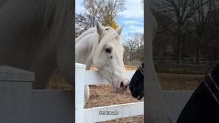 Baby coming from Homozygous Stallion Serenade [upl. by Carnay998]