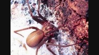 Facts About the Brown Recluse Spider  Rated the Best Video on YouTube [upl. by Horatia]