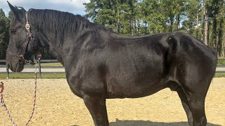 Percheron gelding [upl. by Atekihc]