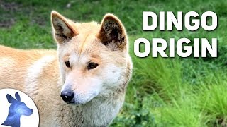 Origin of the Dingo Australias Ancient Canine [upl. by Nyrehtac523]