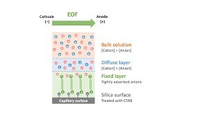 Capillary Electrophoresis Part 6 Reversed Electroosmotic Flow [upl. by Amadeus297]