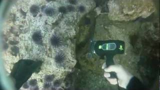 Freediving for Lobsters in Palos Verdes with my gopro and good friends [upl. by Ermanno908]