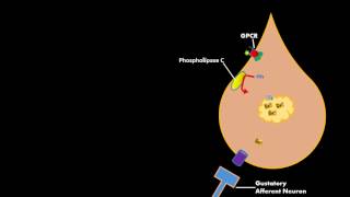 Bitter sweet Umami Gustatory Cell Physiology [upl. by Benedikta]