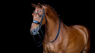 Worldclass Wolkenstein II x De Niro 10yo gelding [upl. by Kramlich]