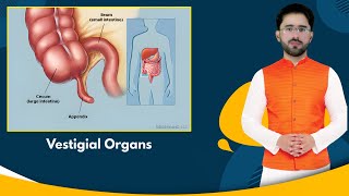 Promo  06  Vestigial Organs  PPSC Lecturer ZoologyBiology [upl. by Odnomor]