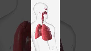 Respiratory System basics [upl. by Ylreveb761]