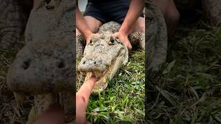 I yoinked a huge anaconda reptilescrazysnakeanimalnaturejungleyoutubeshortswildlifeviral [upl. by Agatha]