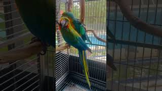 Blue and gold macaw ampcatalina macawparrot pets birds animals nature viralvideo animallover [upl. by Ahc]