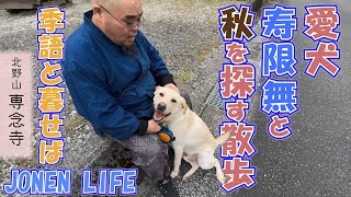 【季語と暮らせば】秋季語のお散歩編 ♯俳句 ♯季語 ♯ラブラドール [upl. by Aicenav57]