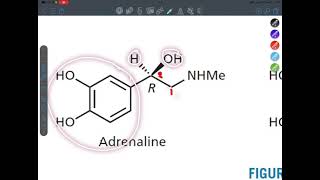 Adrenergic system part 1 [upl. by Samale]