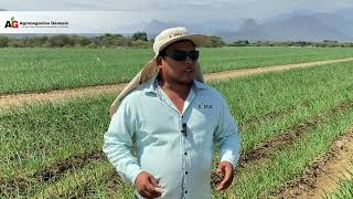 PLANTINES DE CEBOLLA CENTURY EN OLMOS CHICLAYO EN CAMPO DE LA EMPRESA KORILIZ 🧅 [upl. by Siulegroj]