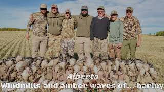 Alberta dry field waterfowling 2024  Windmill barley shootout [upl. by Rheinlander199]