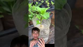 Como plantar hortelã em casa com um simples galho 🌿💧 Hortelã PlantasJardim Natural [upl. by Enobe73]