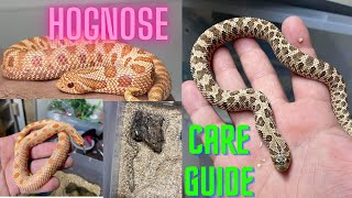 Full Western Hognose Care Guide [upl. by Fineberg]